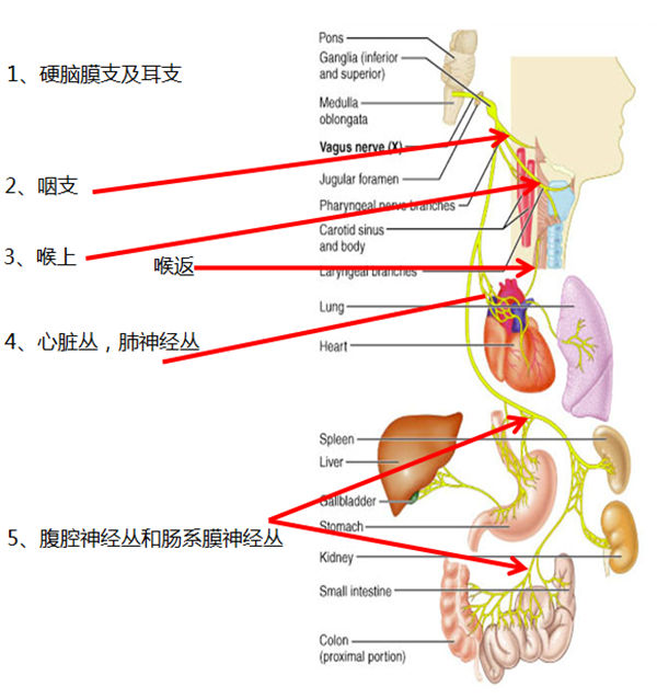 耳甲迷走神经刺激器